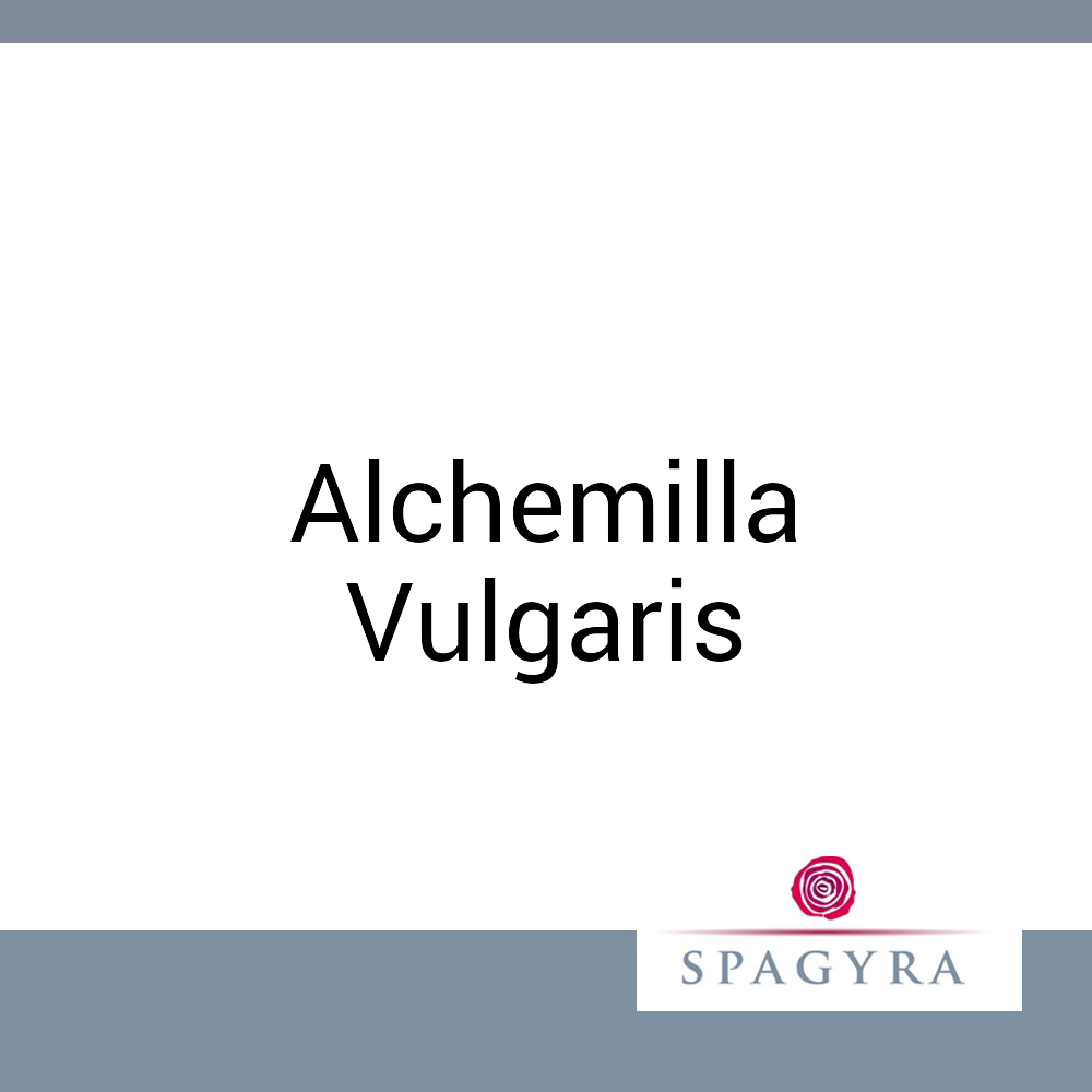 Alchemilla Vulgaris Spagyra 50 ml