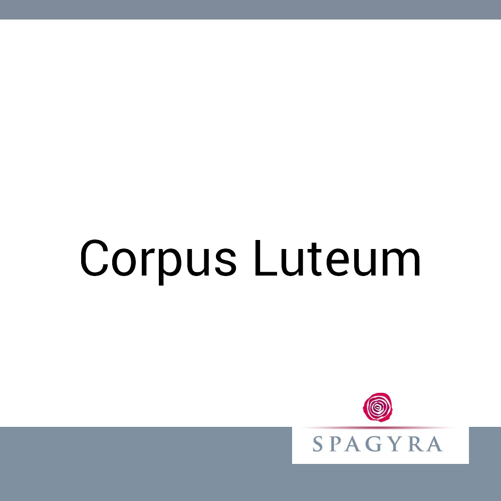 Corpus Luteum Spagyra D 6 Dilution 20 ml